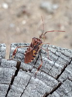 Punaise americaine - Leptoglossus occidentalis (ph. Mrugala F., Ardeche, 08-2020)(5)